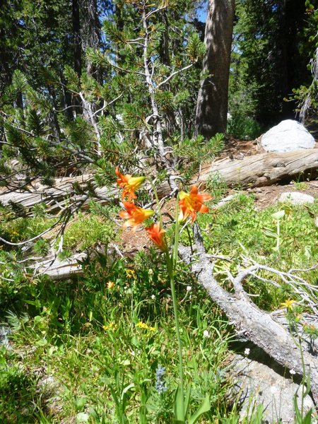 Alpine Lily (Lilium parvum)<br>
<br>
Cathedral Lakes, Yosemite National Park