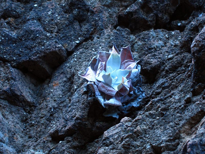 Dudleya pulverulenta, or chalk lettuce, photographed in The Grotto area.