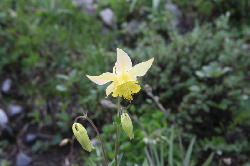 Coville's Columbine (Aquilegia pubescens) <br>
<br>
Plain of Six Glaciers, Banff National Park