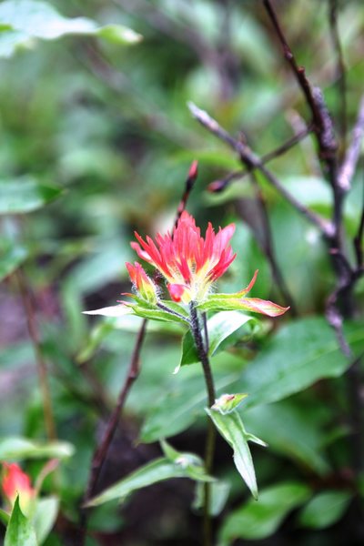 Paintbrush (castille ja spp.)<br>
<br>
Plain of Six Glaciers, Banff National Park