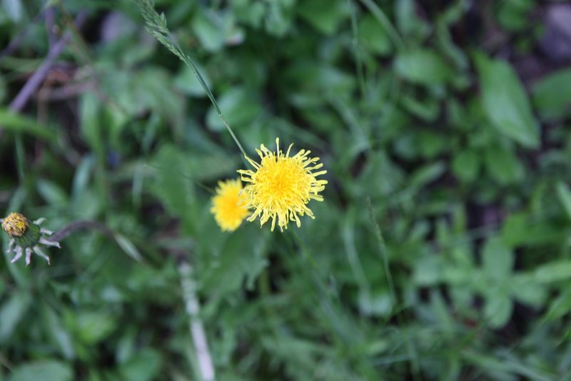 Narrow-leaved hawkweed (Hieracium umbrellatum)<br>
<br>
Plain of Six Glaciers, Banff National Park