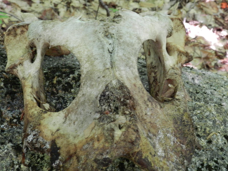 a skull we found on the way in!