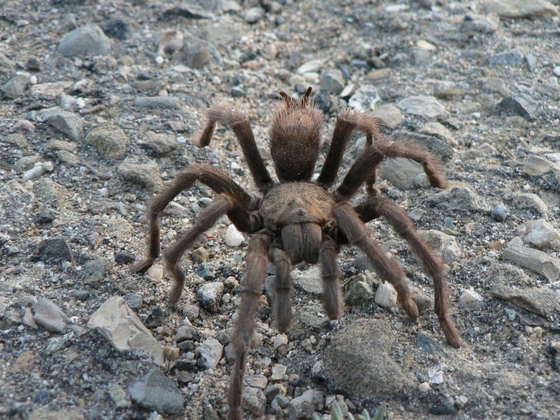 Owl Tor Tarantula