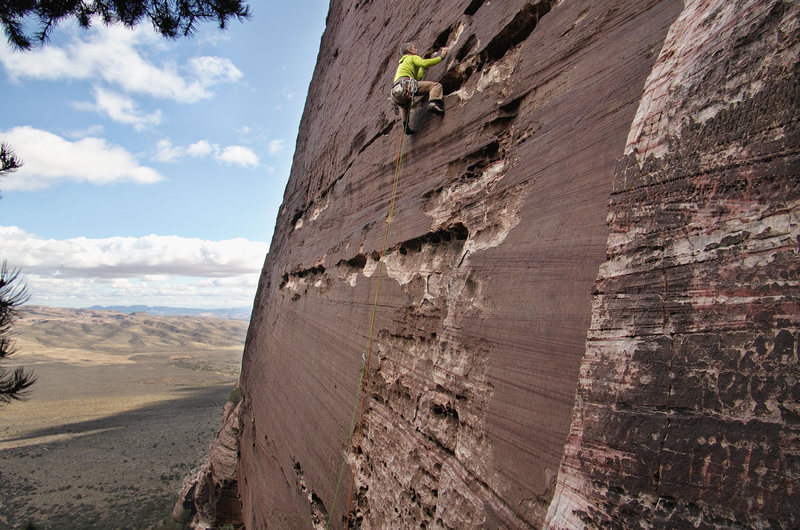 Bottom section of Jungle Wall. Nov 21, 2011.