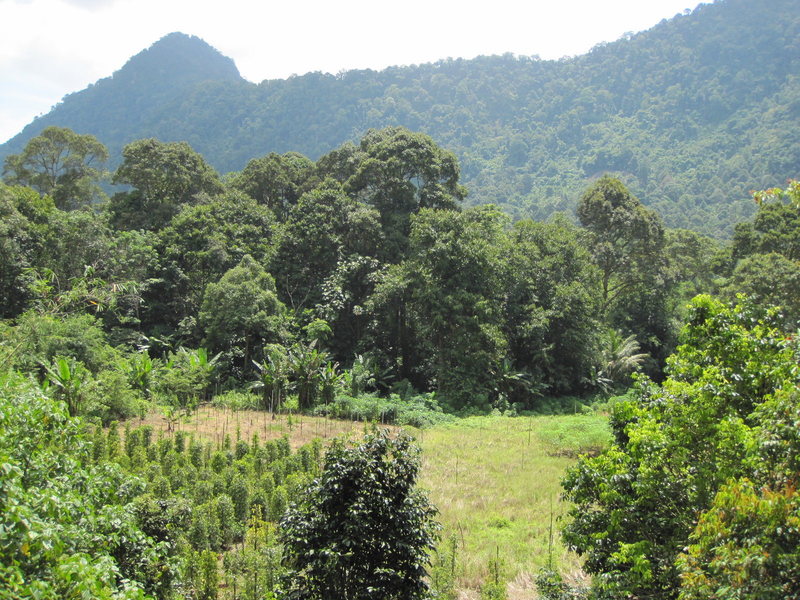 The lovely area of Gunung Buros and pepper fields you have to negociate to get to the wall.