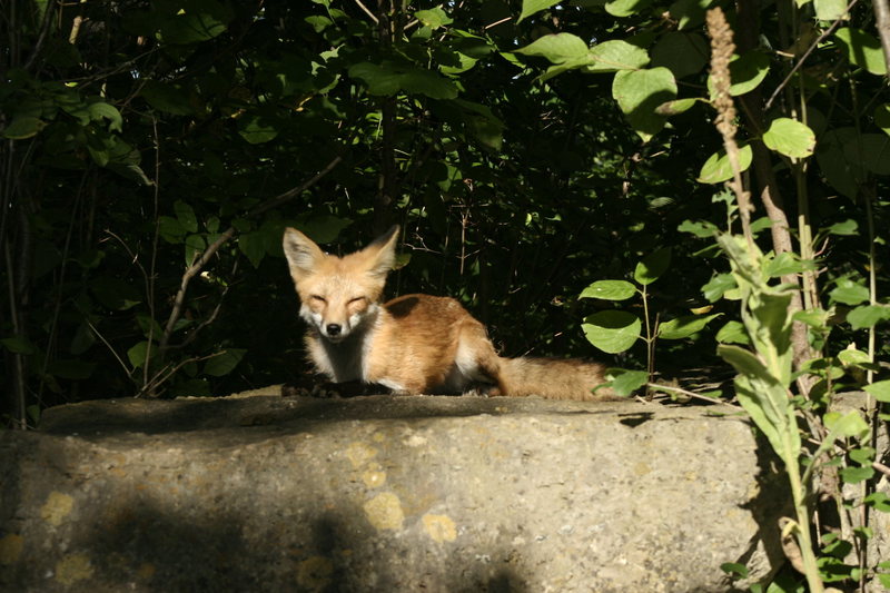 Friendly fox that doesn't seem to get to scared out here around the Bluffs