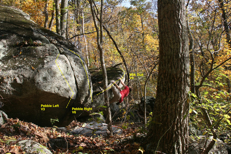 T. melin on milk dud v5
