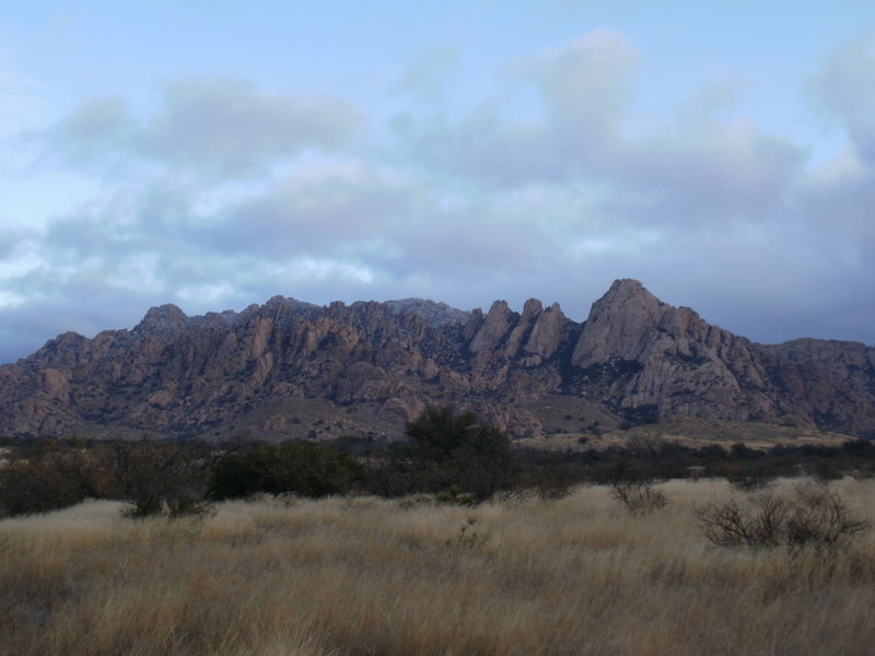 Sheapshead, Cochise Stronghold, AZ