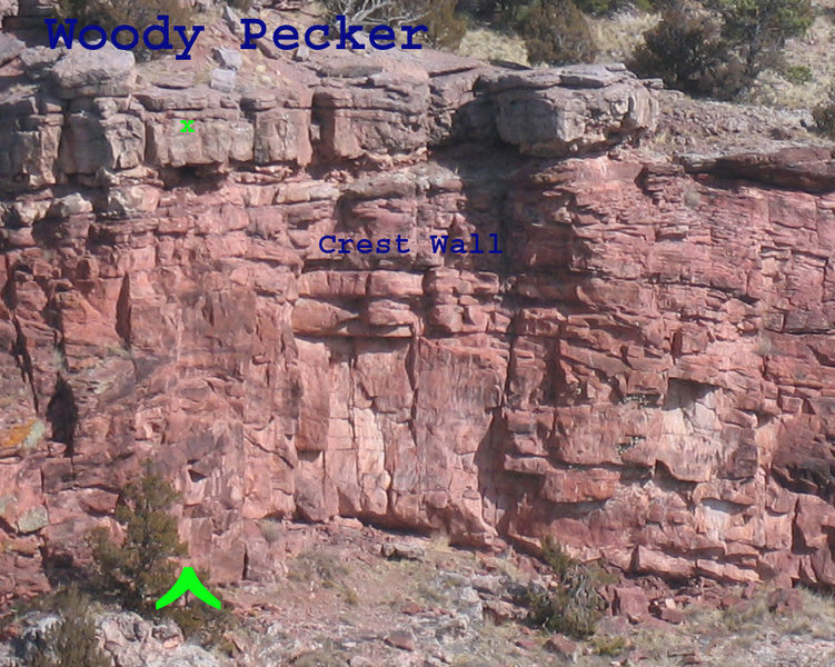 Woody Pecker