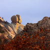 Pear and Apple in Charons Garden Wilderness Area<br>
<br>
Photo: Ryan Ray