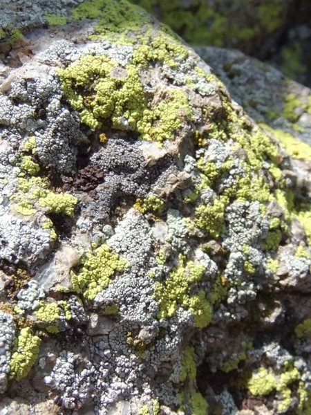 chimney lichen up close and personal