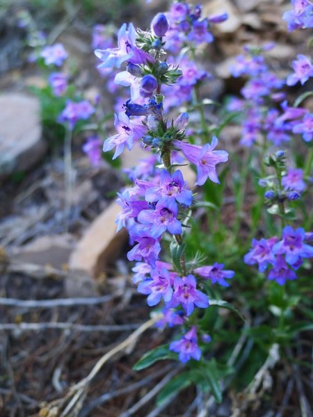 Penstemon secundiflorus on Shadow Canyon trail.