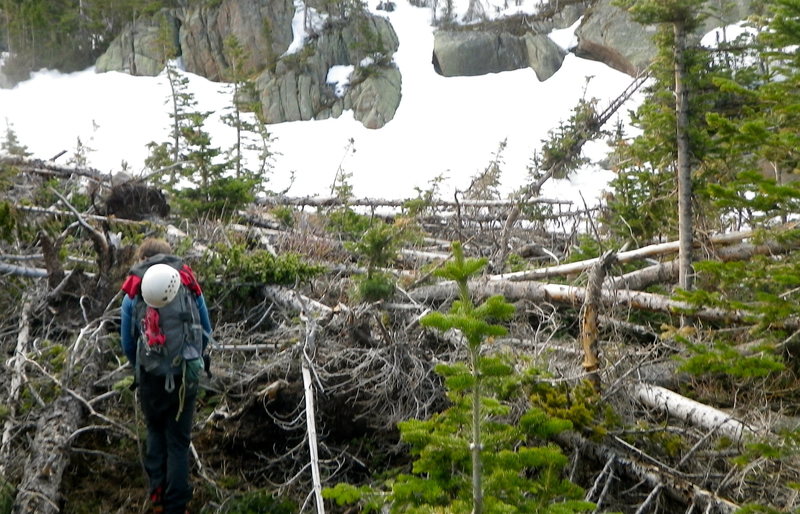 MAJOR tree fall will add at least 1 hour to your hike up to Spearhead and the rest of Glacier Gorge. And it's more like 4th class tree scrambling for most of that part (half mile plus of tree fall hell).