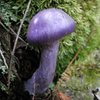 Purple magic mushroom at the Eagle