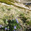 <em>Mertensia alpina</em> (alpine bluebells).