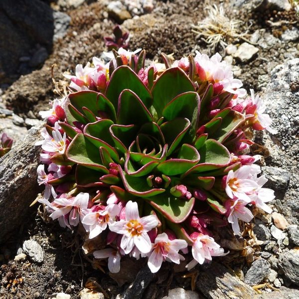 Claytonia megarhiza (alpine spring beauty).