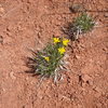 Desert wildflowers, Colorado National Monument.