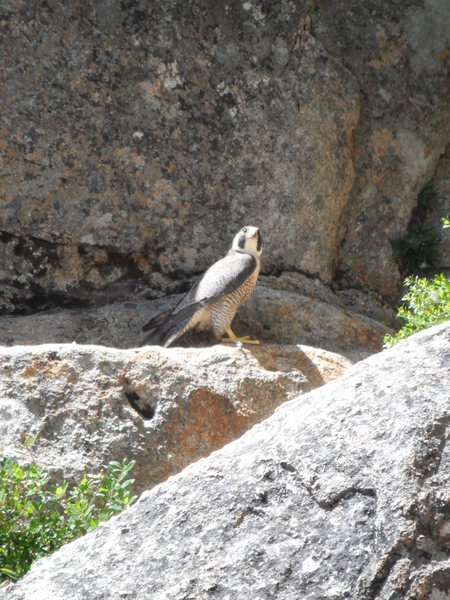 Peregrine falcon @top of P2. Her chicks were really close to two bolted anchors on the left of the head wall (I don't know what route that was)