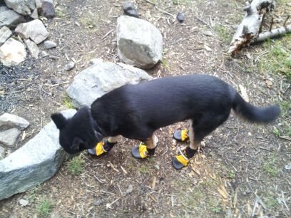 Lucy in her booties! Should have made her wear these up the mountain.