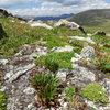 alpine spring beauty, Claytonia megarhiza