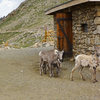 Rocky Mt big horn (Ovis canadensis canadensis) ewes & lamb near the ranger hut