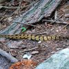 A Timber Rattlesnake leaves the climbing scene and the humans for now!