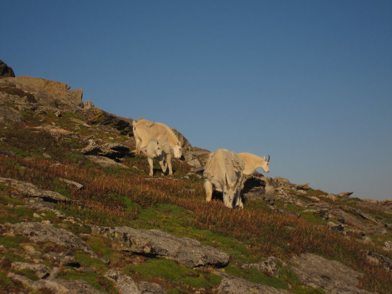 Odds are good that you will meet a few of these guys on the hike in.