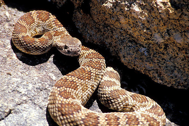 Northern Pacific Rattle Snake. Seen near the old lookout tower in the Needles.