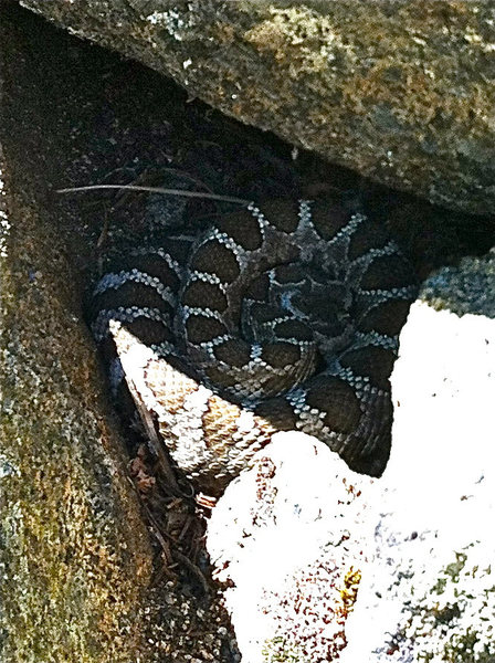 This little guy was curled up right at the base of the route. Talk about getting your heart pumping before a climb!