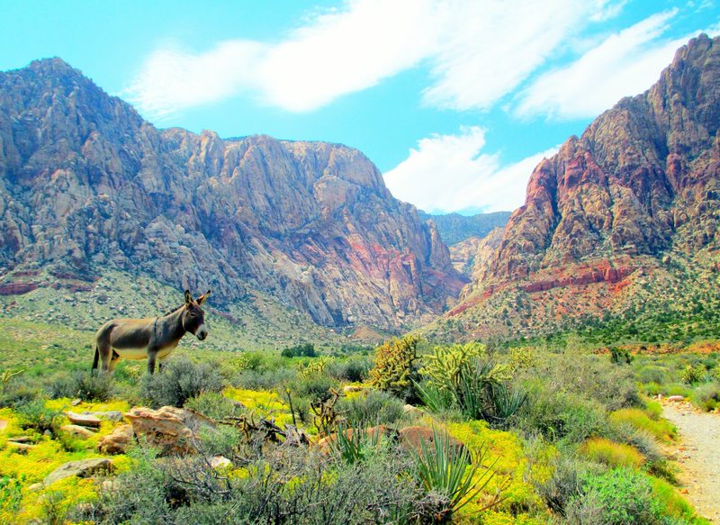 Our enchanted desert. : )<br>
<br>
A burro calmly stands amongst a blanket of yellow flowers on 9/4/12.<br>
<br>
The beautiful hike into First Creek Canyon.