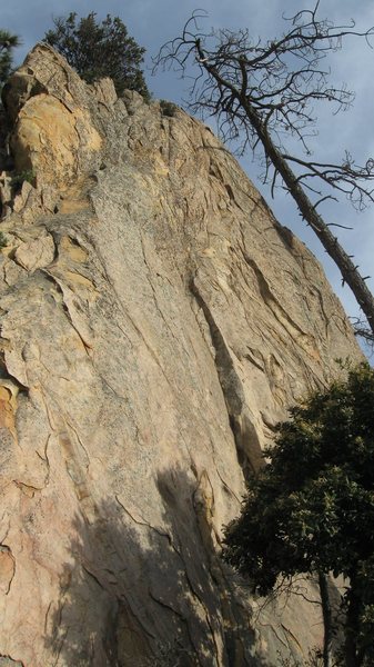 Operation Crumb Weasel ascends the shallow left-facing dihedral in front of the dead pine.