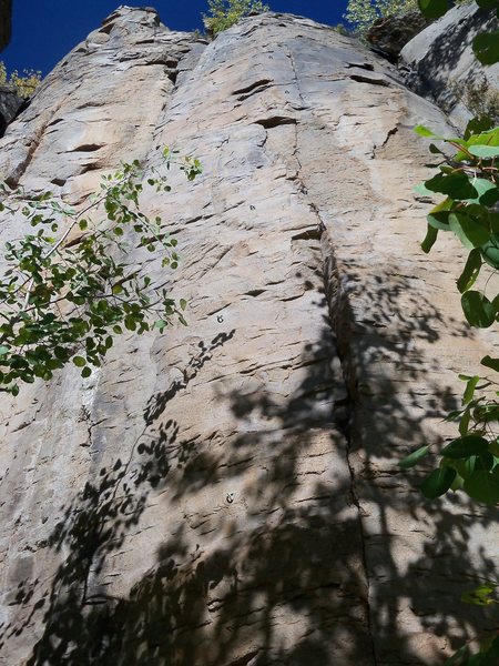 Great face for long-reaching primates!