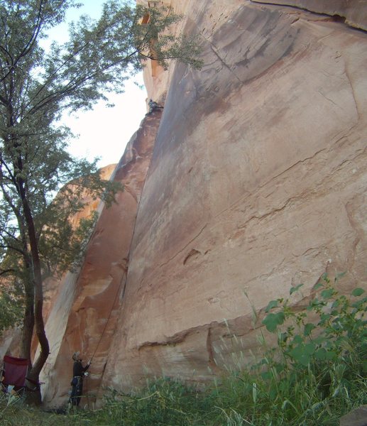 Nearing the Top-Out on Skeletonic