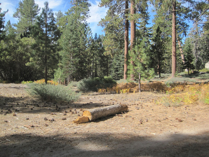 Here's the "trailhead" on the sw side of 2N86 (opposite Yellow Post 30 CG). Pass the right side of the log and head through the trees to intersect with the old dirt road.