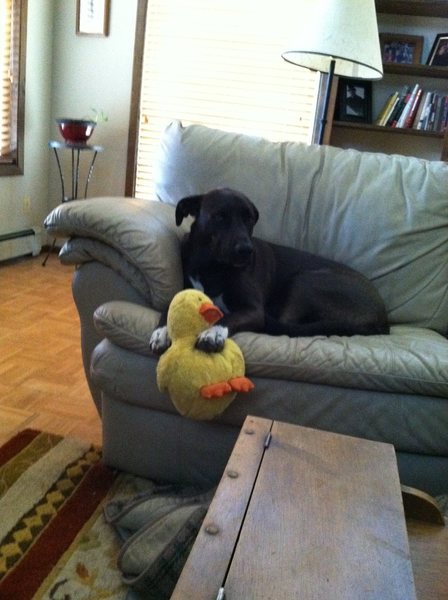 Ziggy love Ducky! A year-and-a-half old and still a sweet puppy!