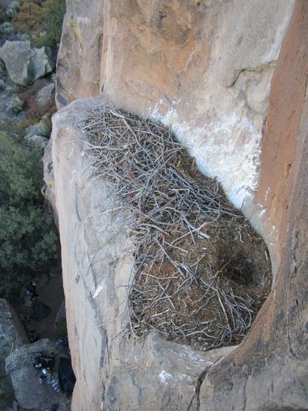 There is a large nest near the top of this route.