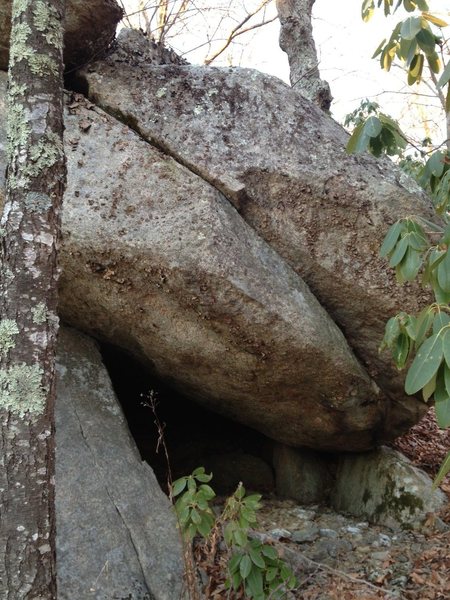 This is visible about 5 feet off the parkway. Most of the stuff is up in the rhodos just above this.