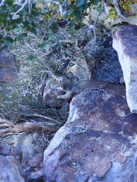 ringtail on the Birdland rap ledge