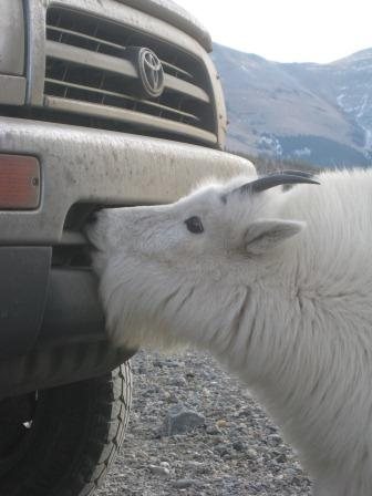 Trucksicle... we returned finding our vehicles treated to the deluxe goat-spit wash (11-30-12).