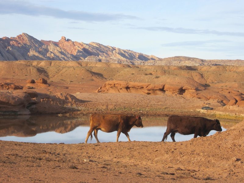 Desert Cows at the nearbye watering hole
