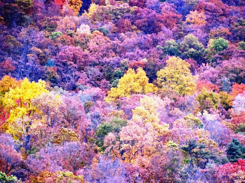 Fall Colors at Seneca Rock, WV