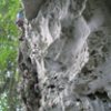 The first ascent of Mayan Prophecy (5.9) in the Cayo District of Belize (12-2012).