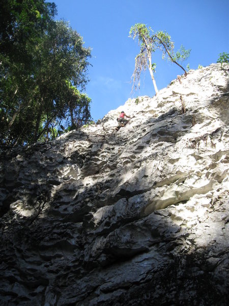 Belizean adventure guide Diego Cruz on the first ascent of Fryjack in the Morning (5.6) at the CAT Wall, Cayo District of Belize. There are nine moderate routes on this highly featured wall, which was developed for guiding purposes (01-2013).