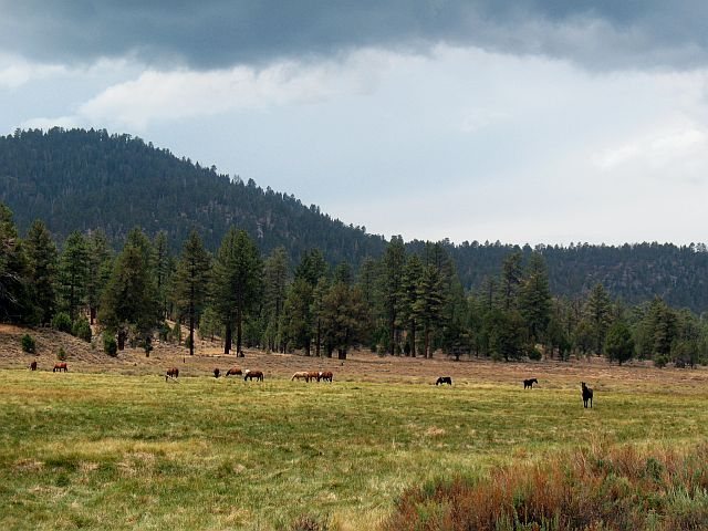 Hitchcock Ranch (3N16), Holcomb Valley Area