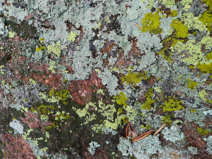 Lichen photo break.