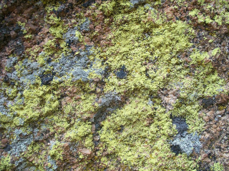 Vedauwoo lichen