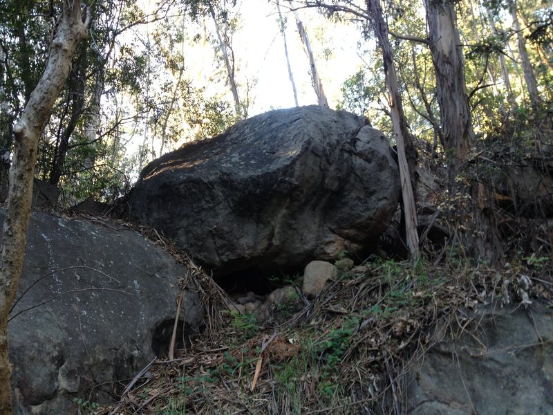 Eucalyptus  Boulder