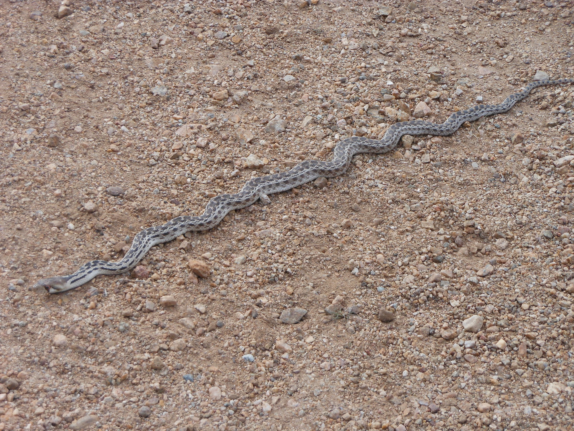 Young Gopher snake out catching some rays. Looks like with the warm ...