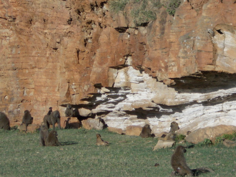 BABOON BOULDERING SESSION<br>
<br>
The Mushroom Boulder at Hueco Tanks is famous for polished surfaces caused by mega-fauna rubbing against it. <br>
<br>
A similar animal polish is found on the handholds of Fischer's Cliff.