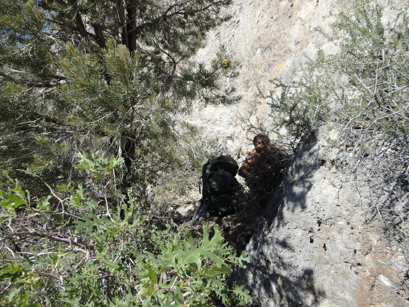 Cyn hangin behind the small pine that serves as the only A.M. shade at the base.
